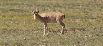 Study finds gazelles range far beyond livestock grazing areas